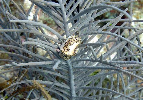 Flamingo Tongue