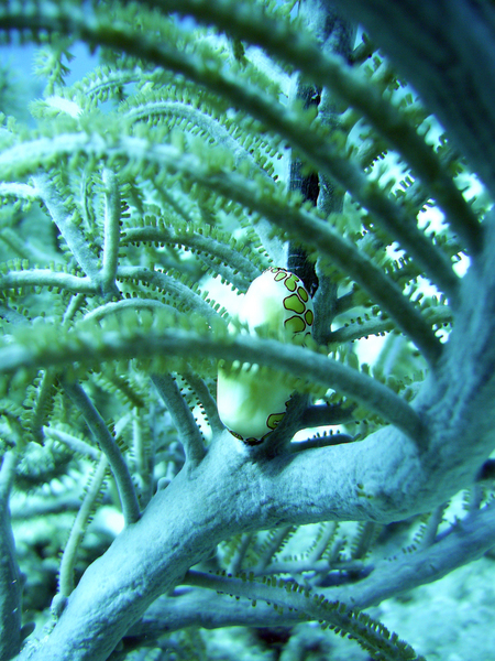 Flamingo Tongue