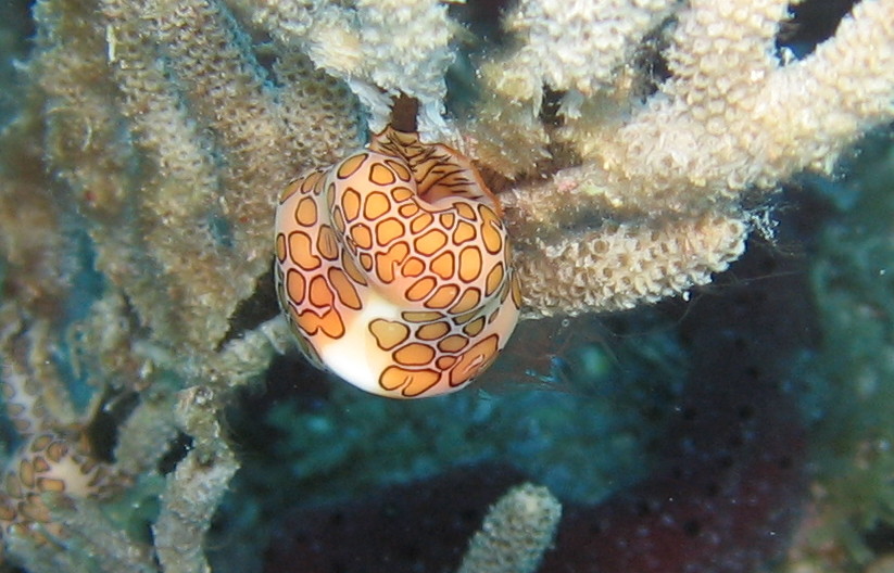 Flamingo Tongue