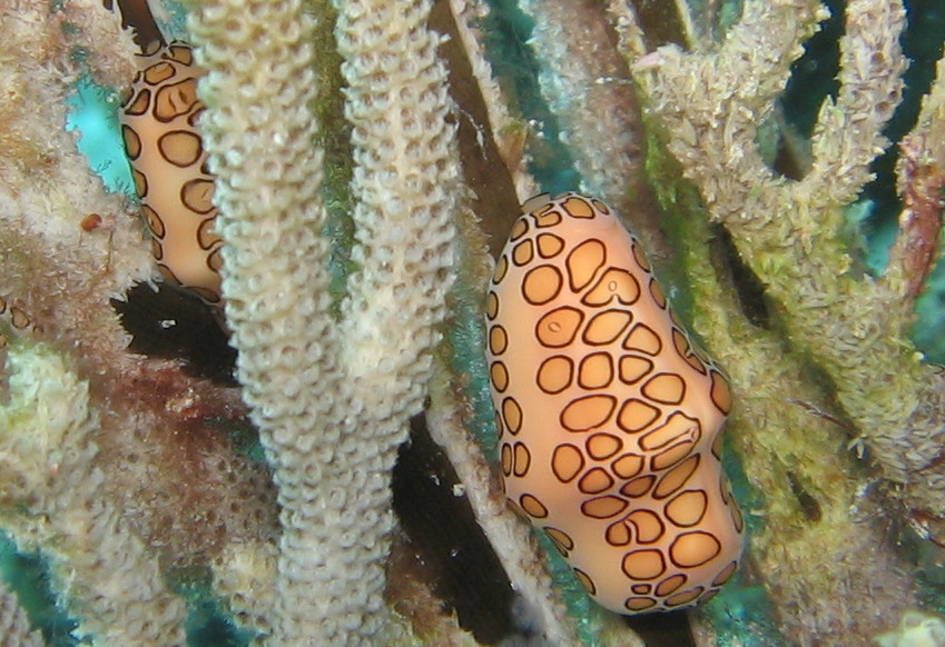 Flamingo Tongue