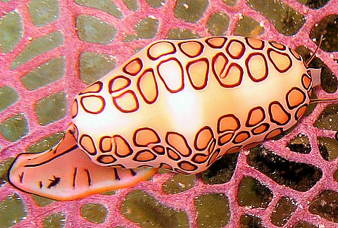 flamingo tongue