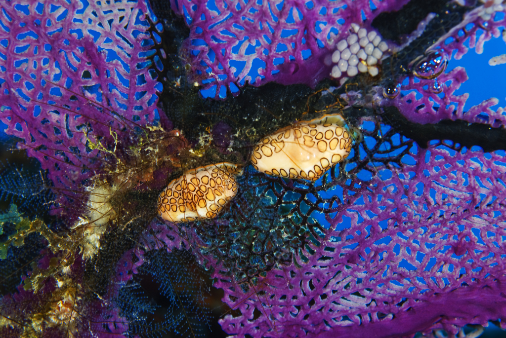 Flamingo Tongue