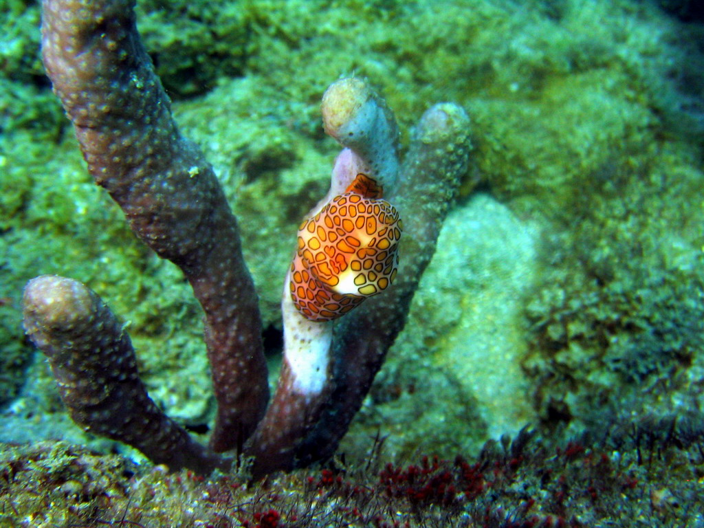 Flamingo Tongue