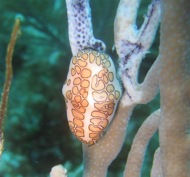 Flamingo Tongue