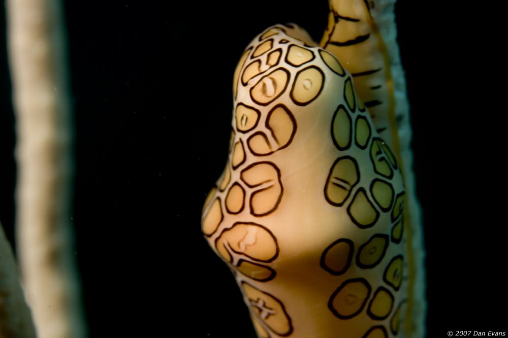 flamingo_tongue_cowrie