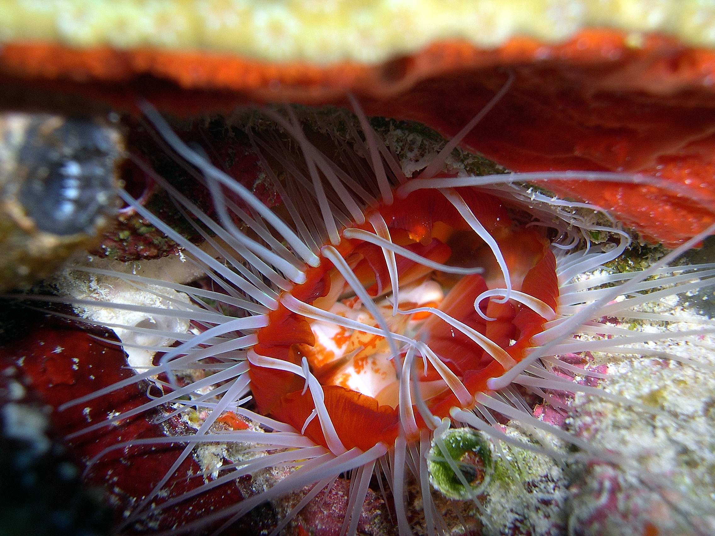 flamingscallop