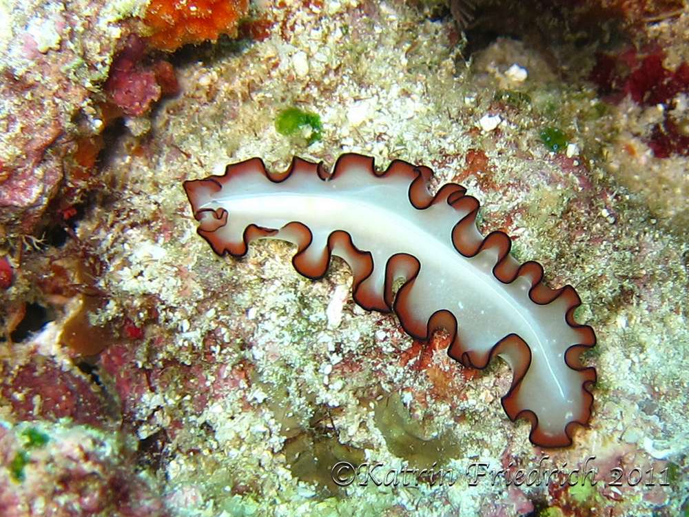 Flat worm (Maiazoon orsaki)