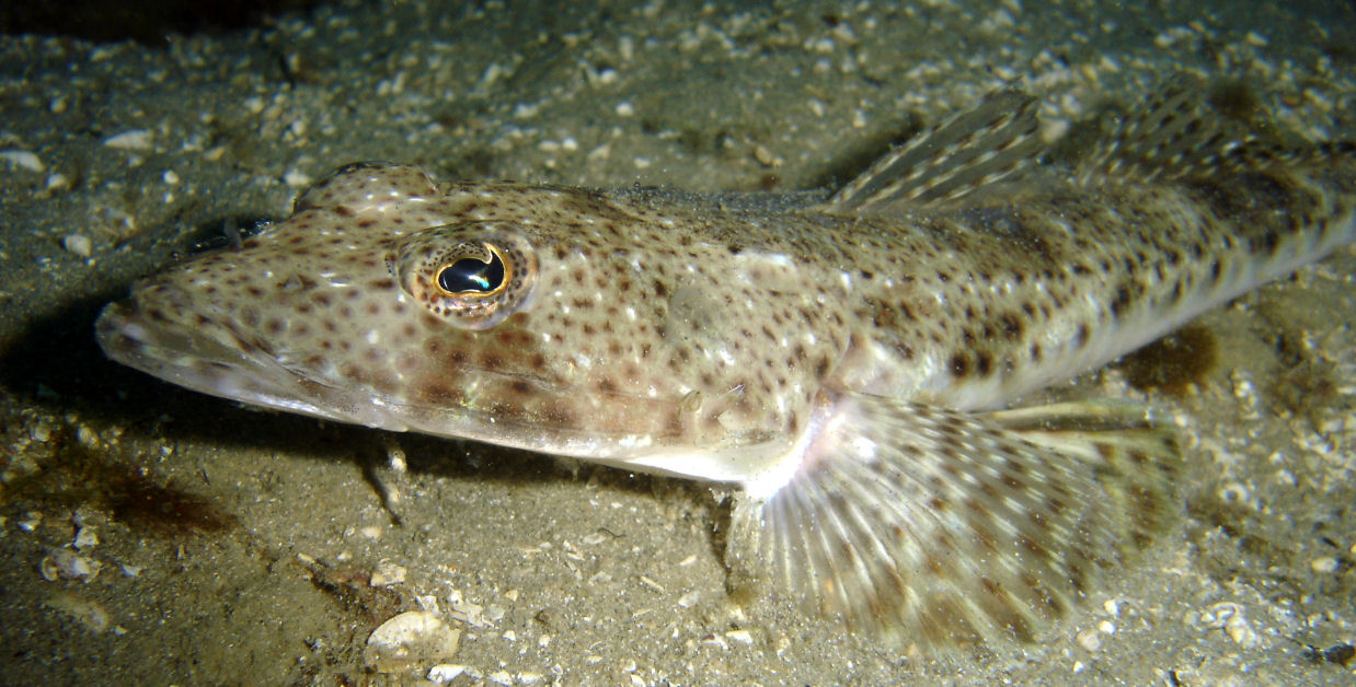 Flathead