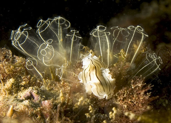 Flatworm on clavelines