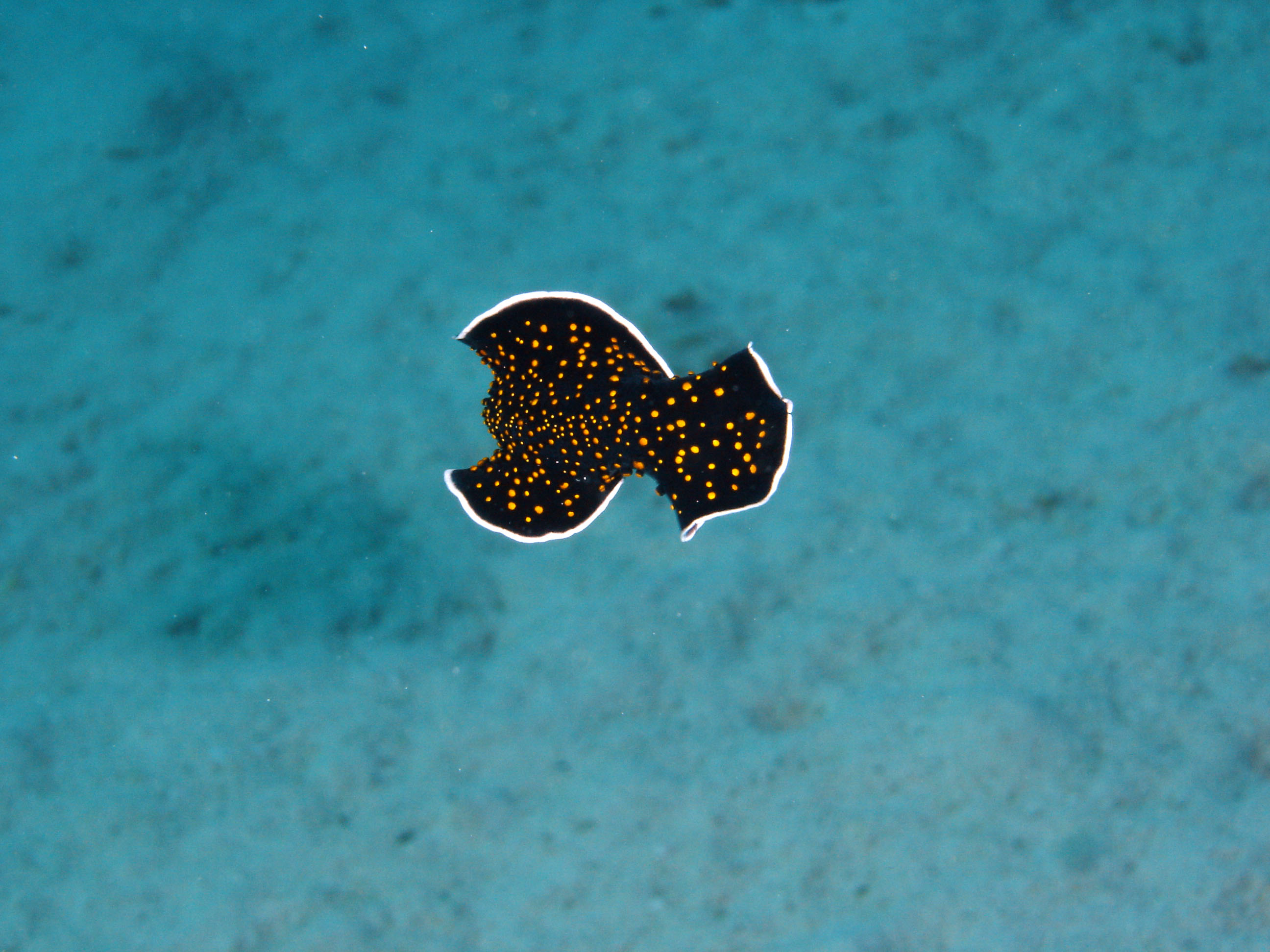 Flatworm swimming