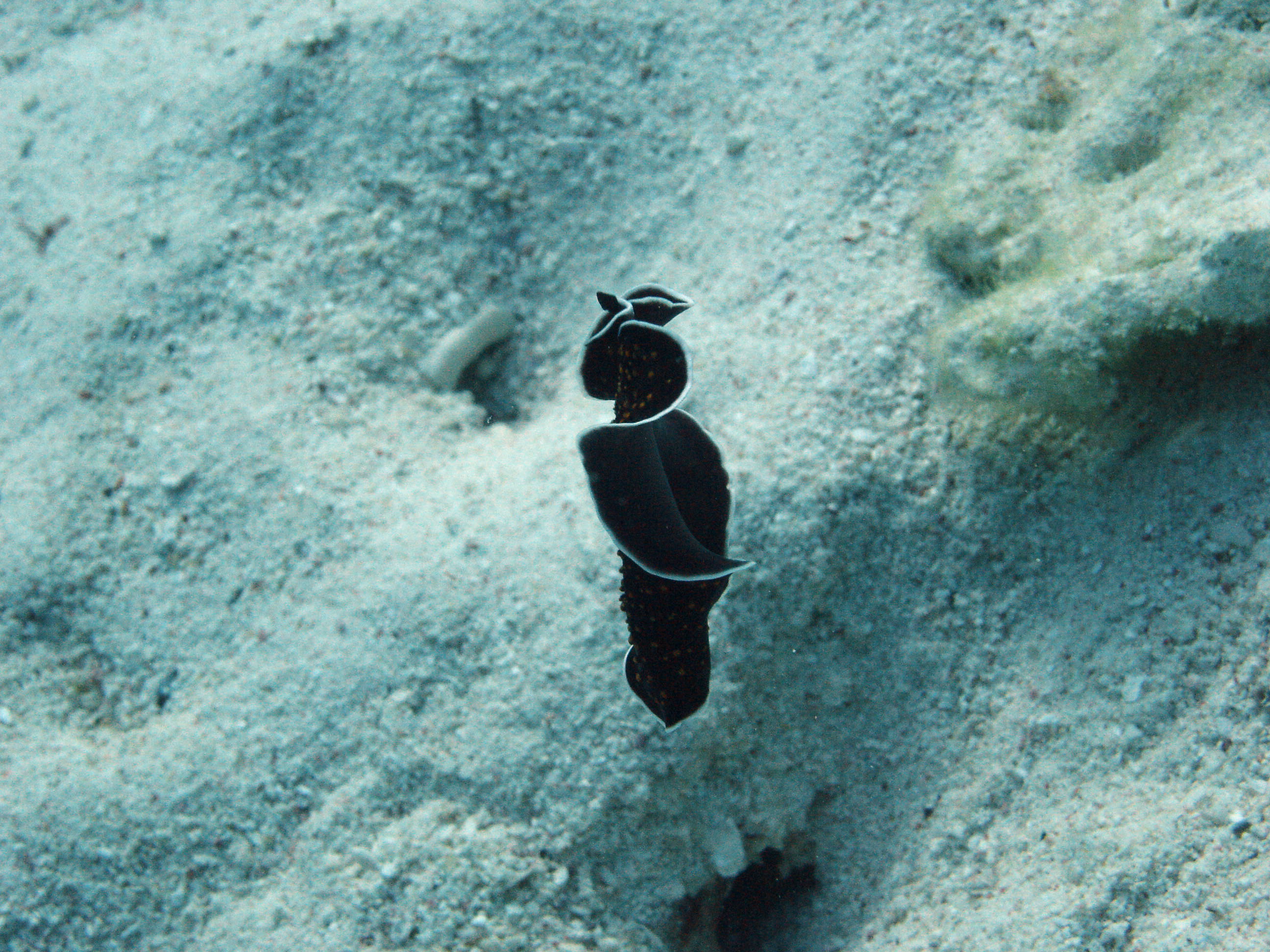 Flatworm swimming