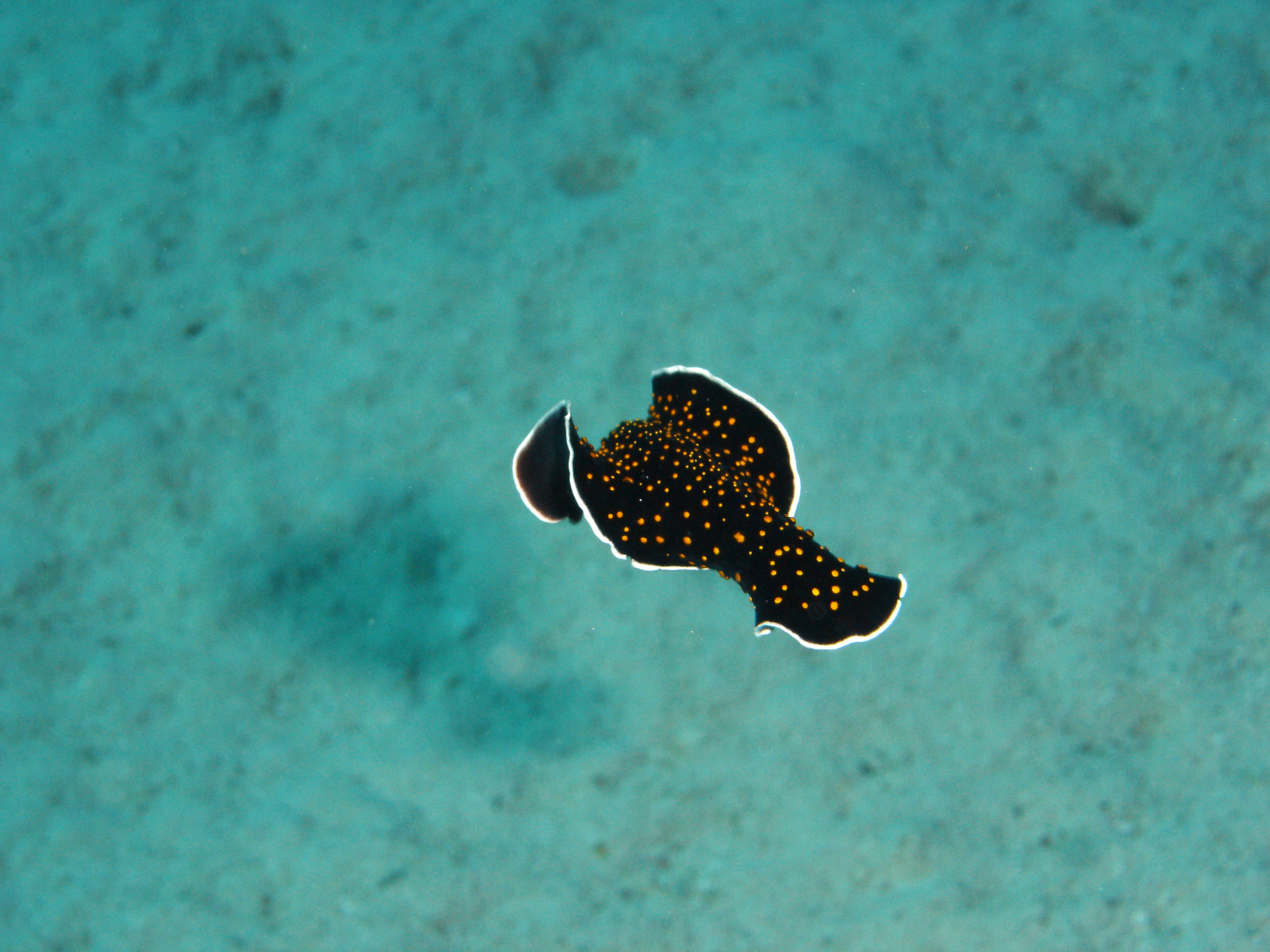 Flatworm swimming