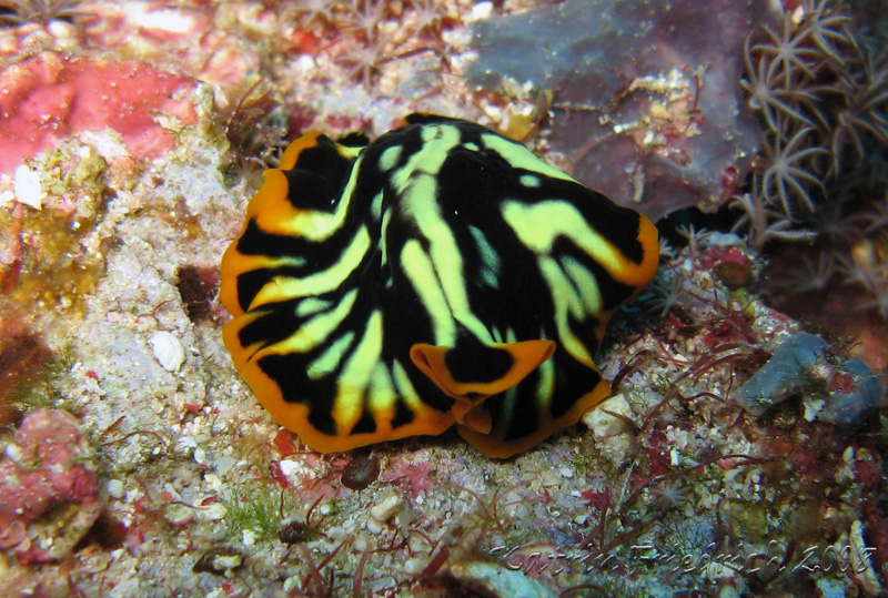 flatworm