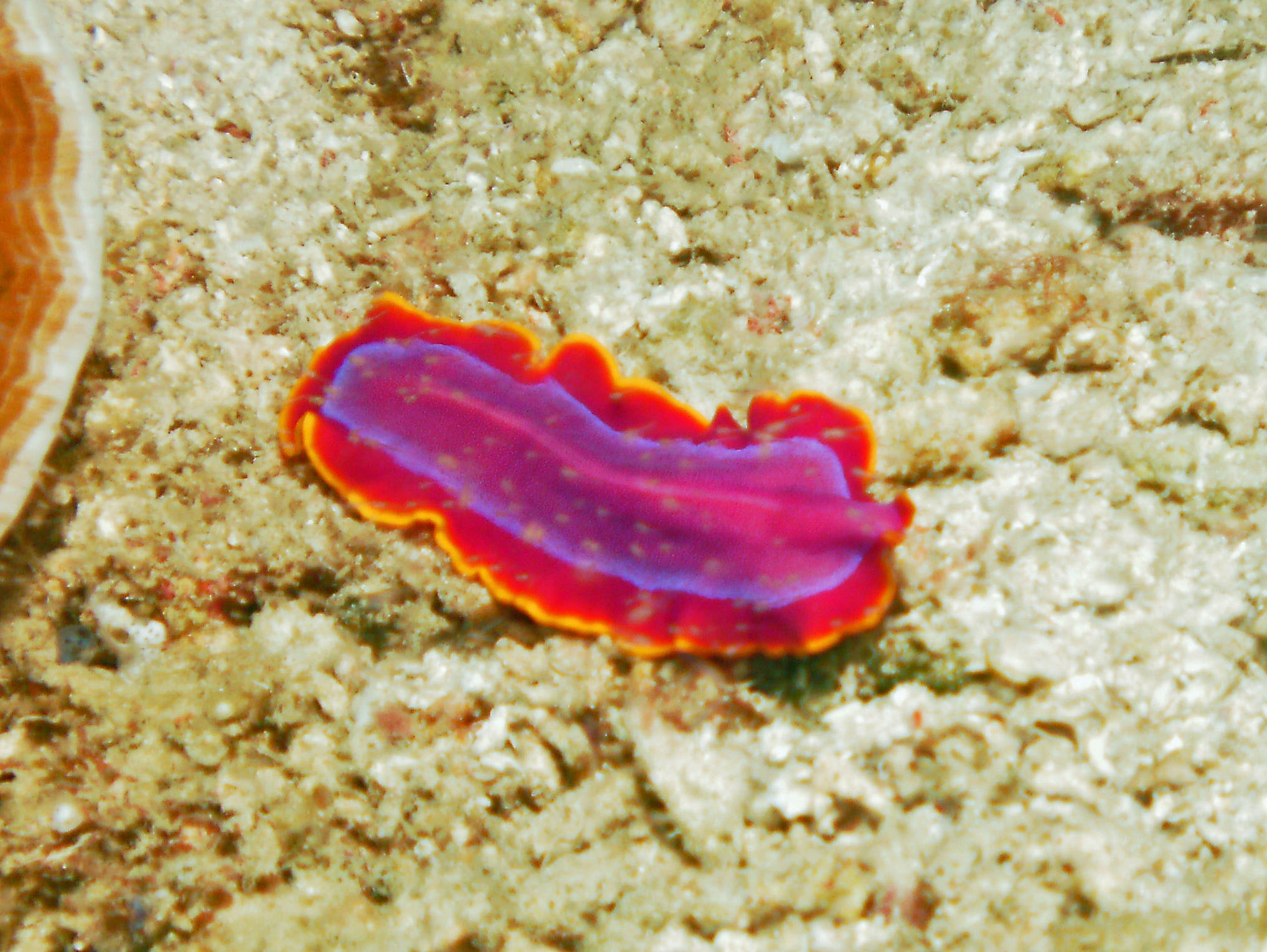 Flatworm