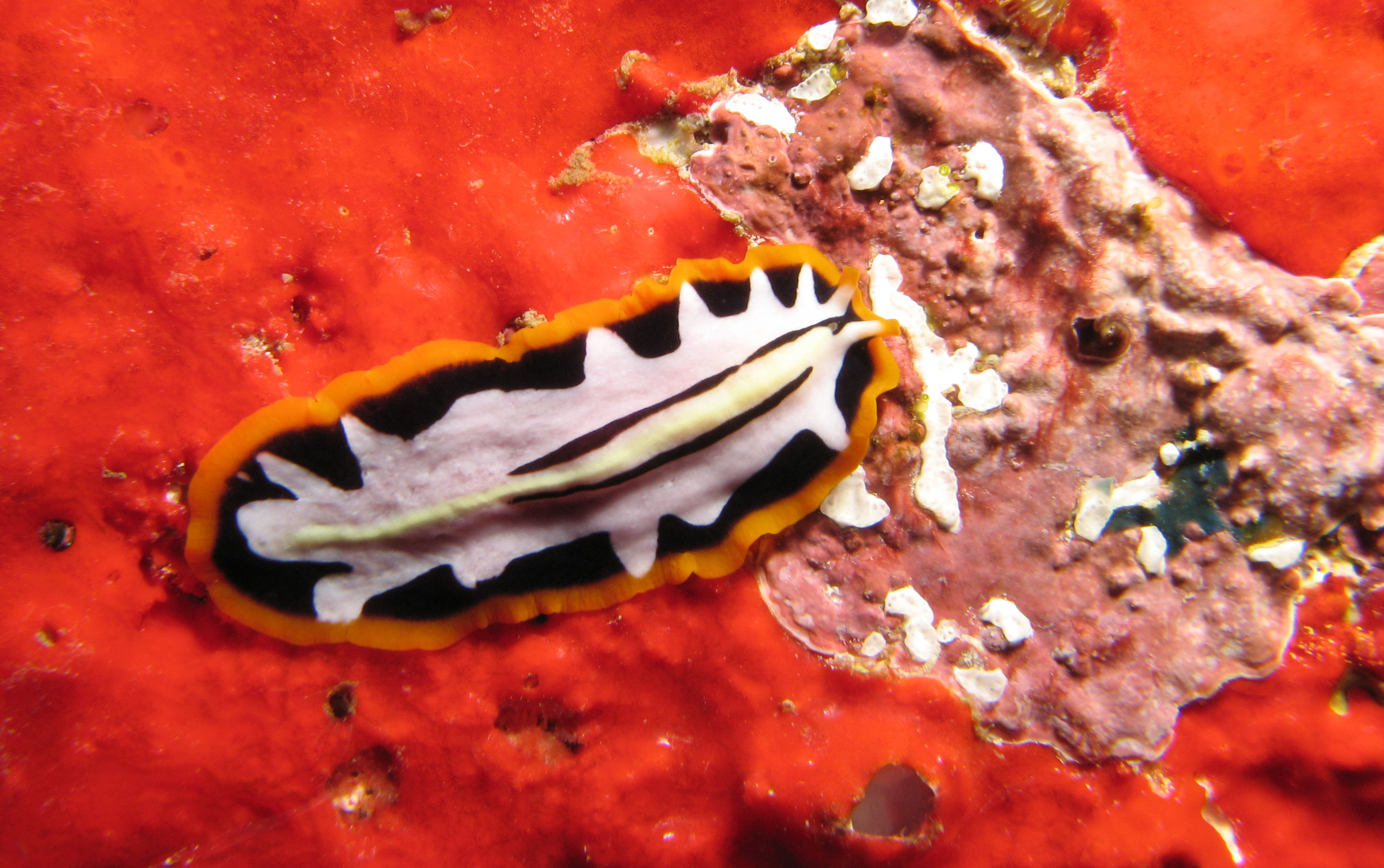 Flatworm