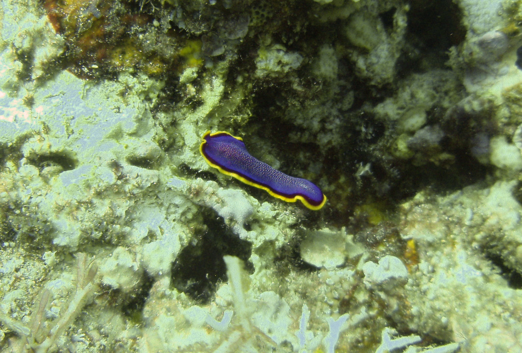 flatworm