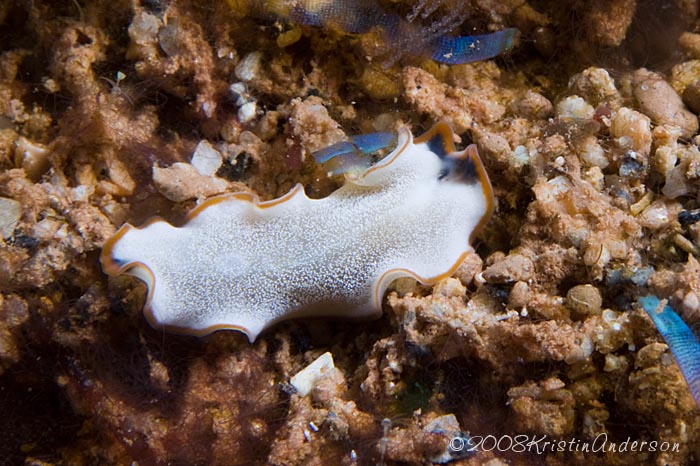 Flatworm