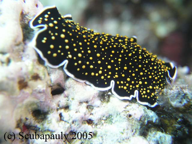 Flatworm_Gordon_Reef_2-9-05