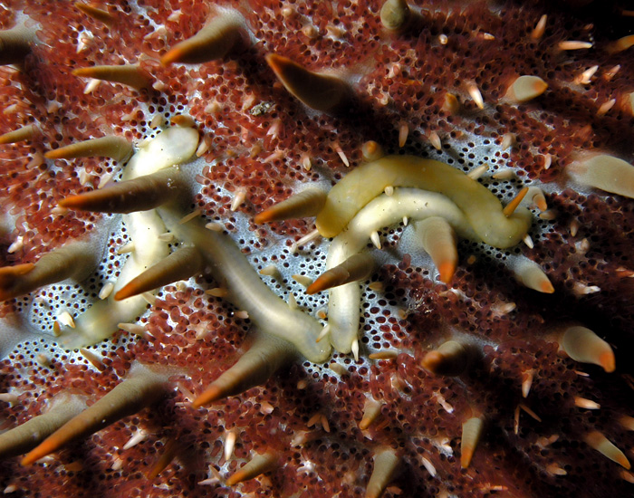 Flatworms on Crown of Thorns