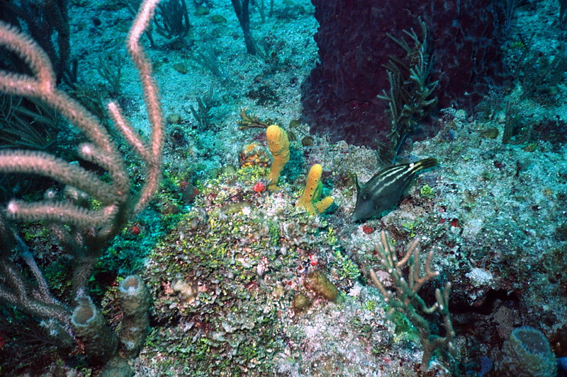 FLL Filefish