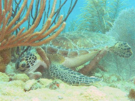 Florida 2005 - turtle