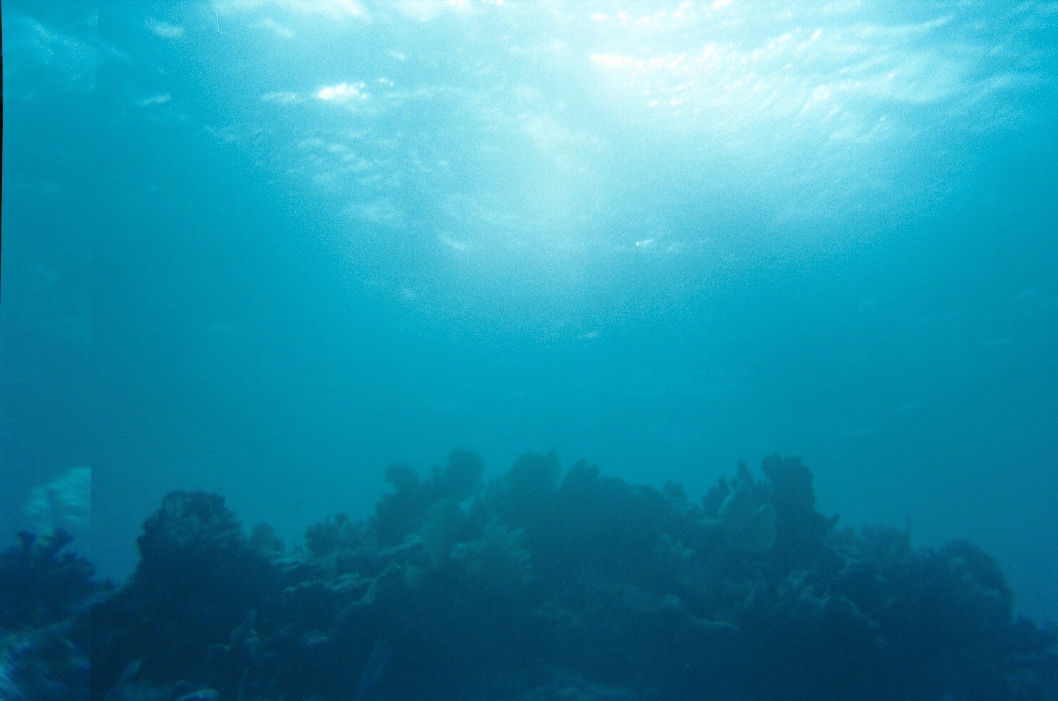 Florida reef scene