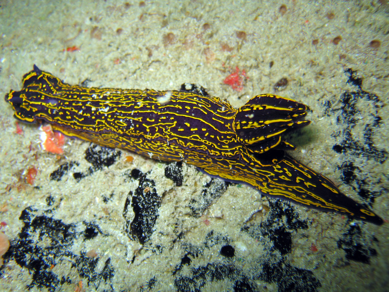 Florida Regal Sea Goddess