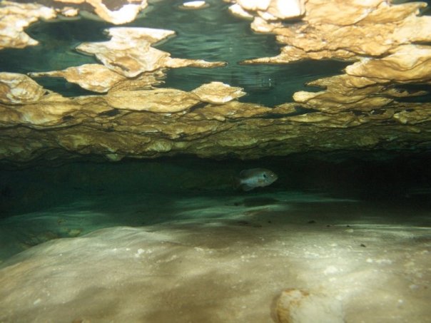 Florida Spring Diving