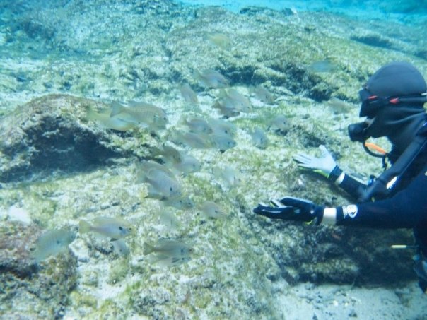 Florida Spring Diving