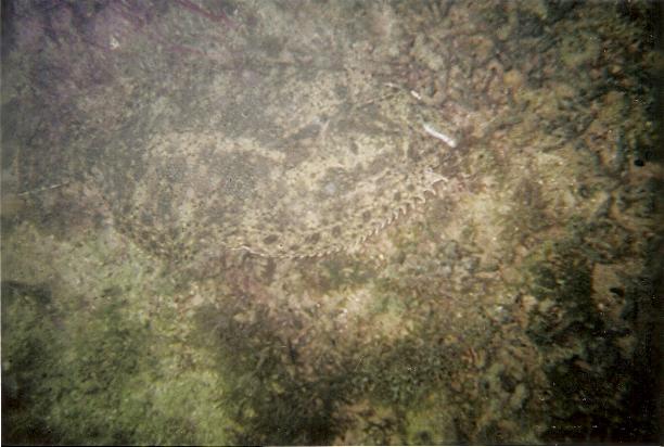 Flounder at Spanish Rocks