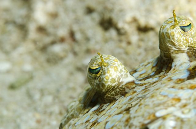 Flounder Eyes