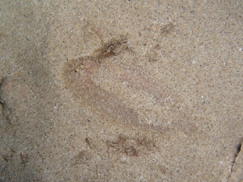 Flounder (no, I wasn't jsut taking a picture of the sand...)