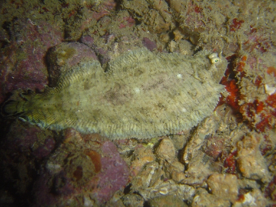 Flounder (Paralichthyus dentatus)