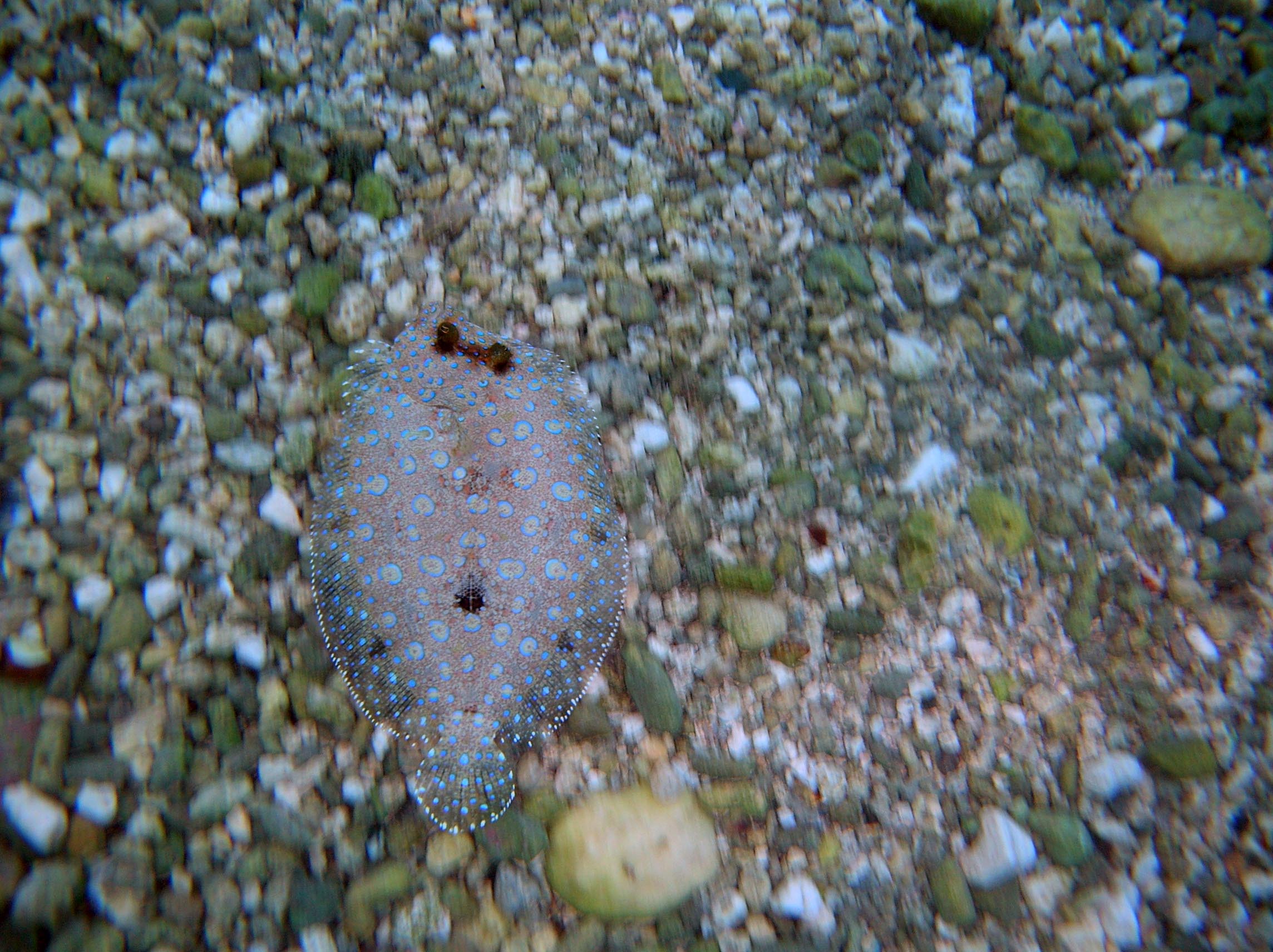 Flounder