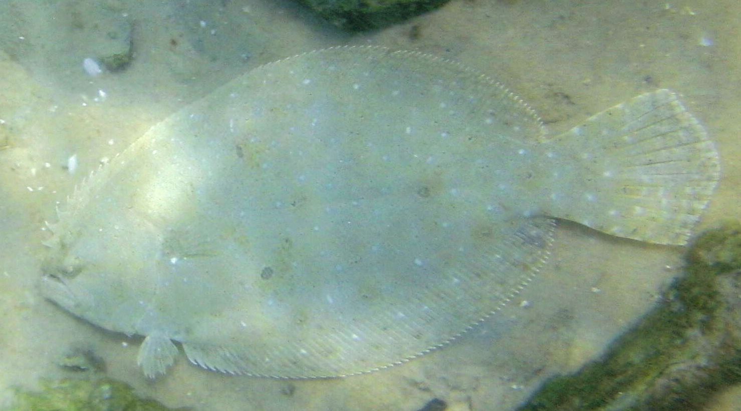 Flounder