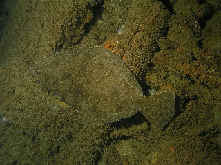 Flounder