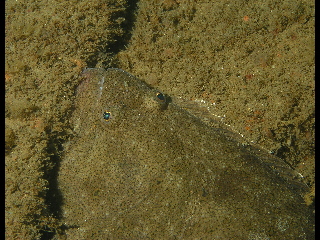 Flounder