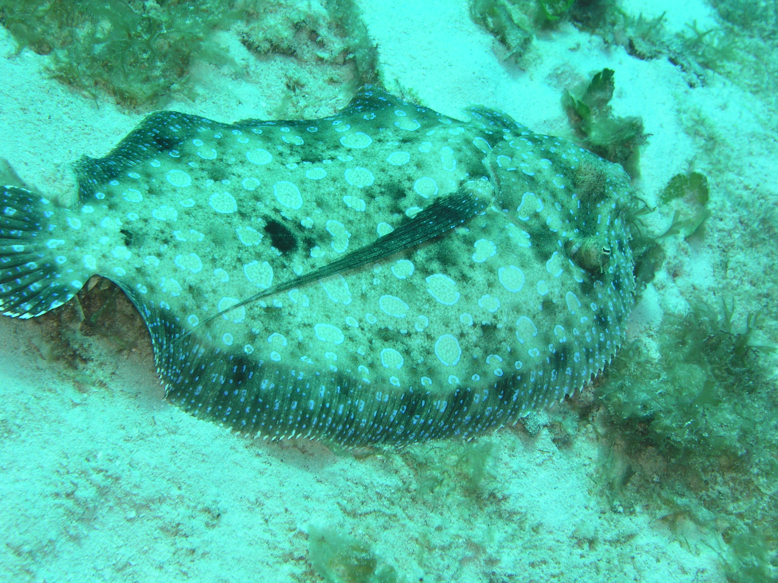 flounder