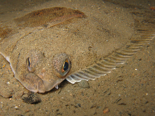 Flounder