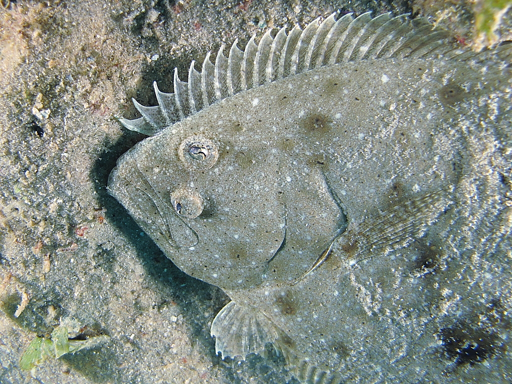 flounder1401