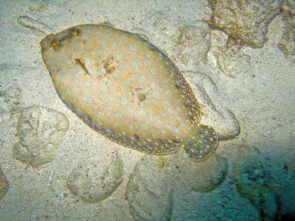 flounder2