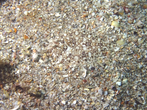 flounder4_small
