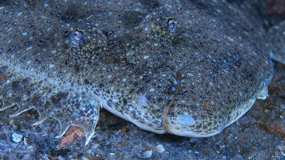 flounder_2011_07_24_01