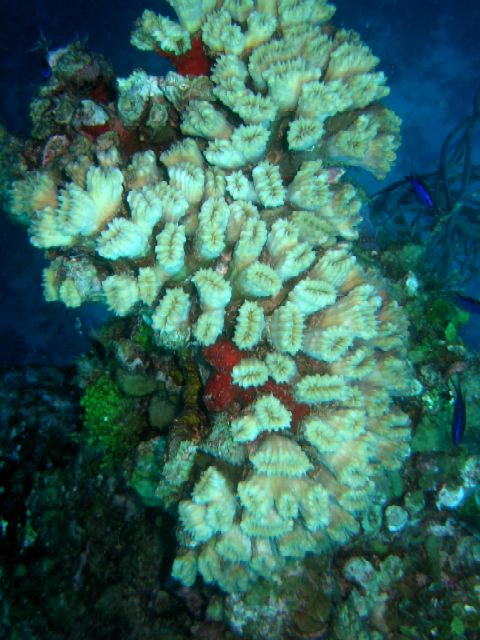 Flower Coral