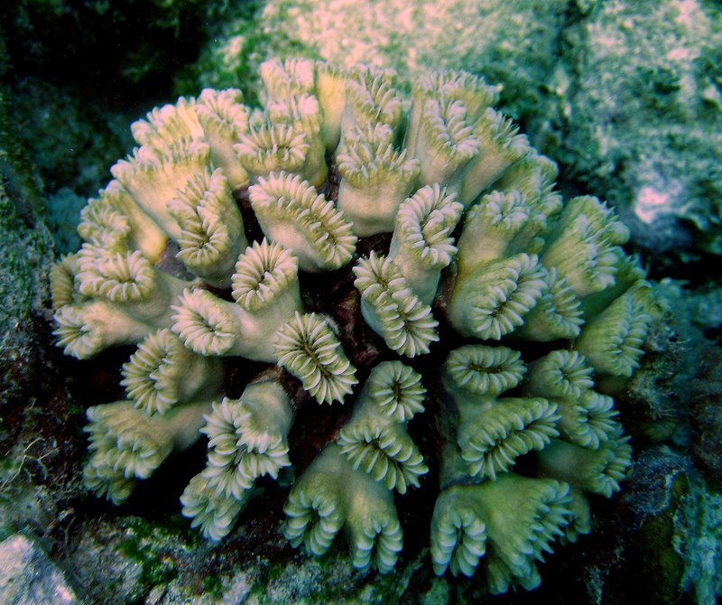 Flower Coral