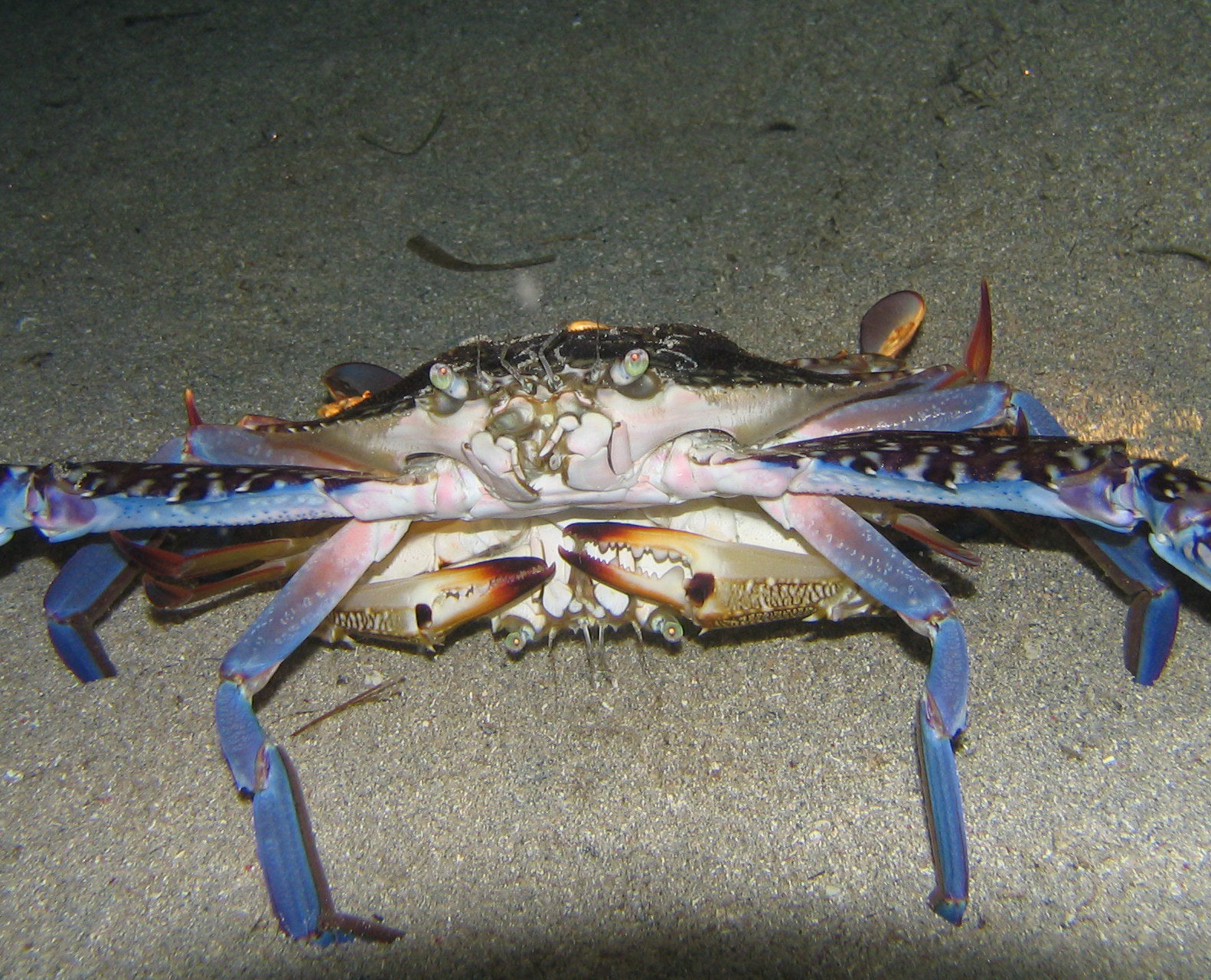 Flower Crabs Mating