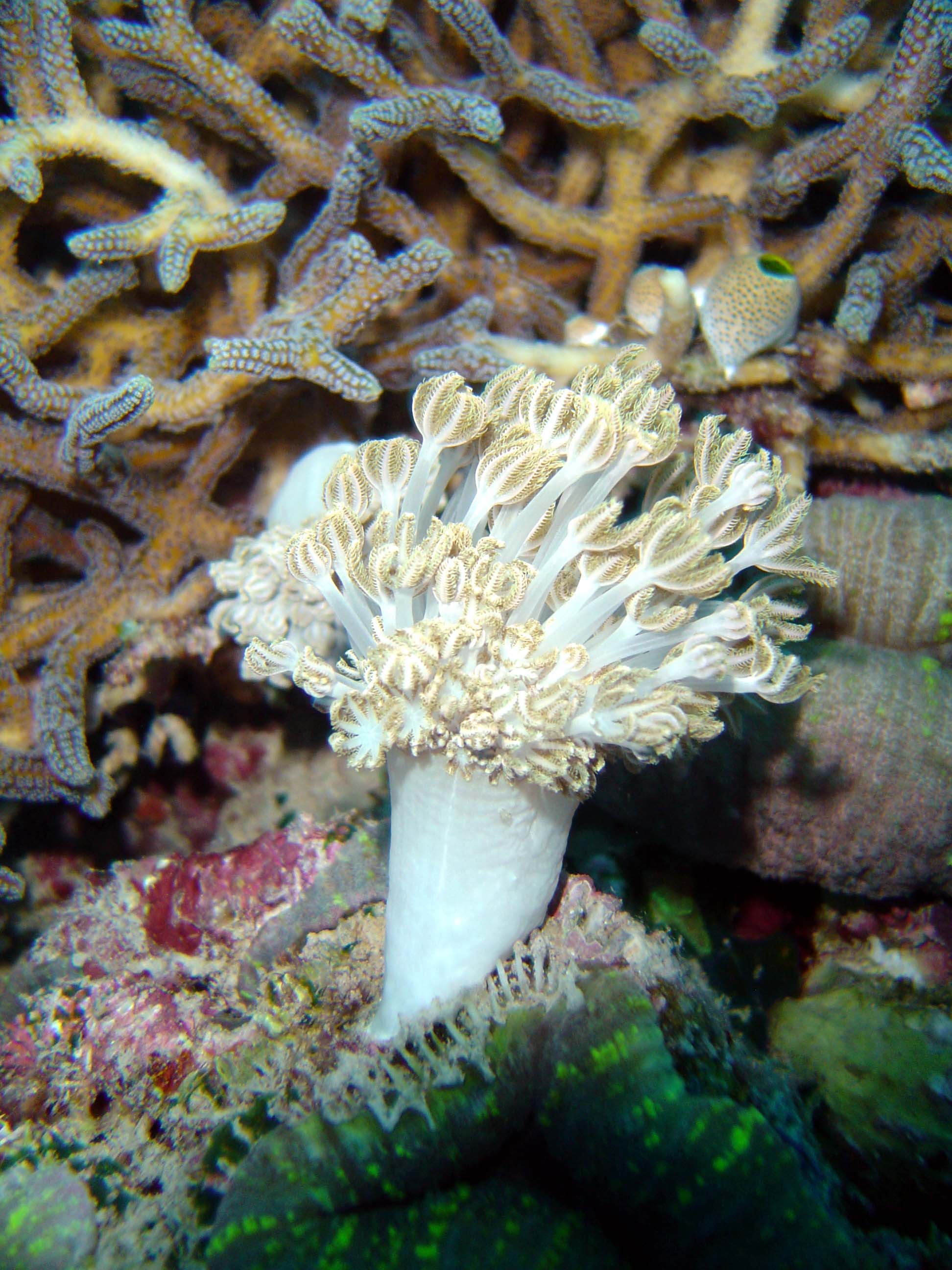 Flower soft coral