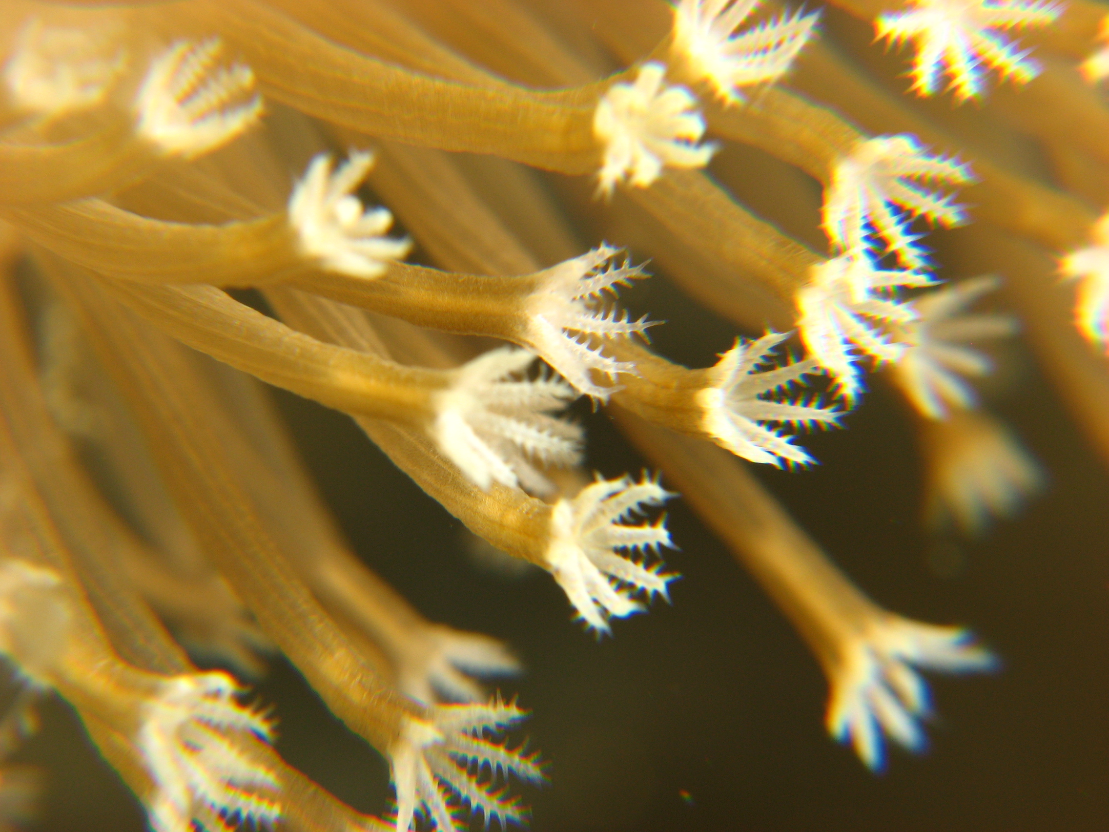 Flower Soft Coral