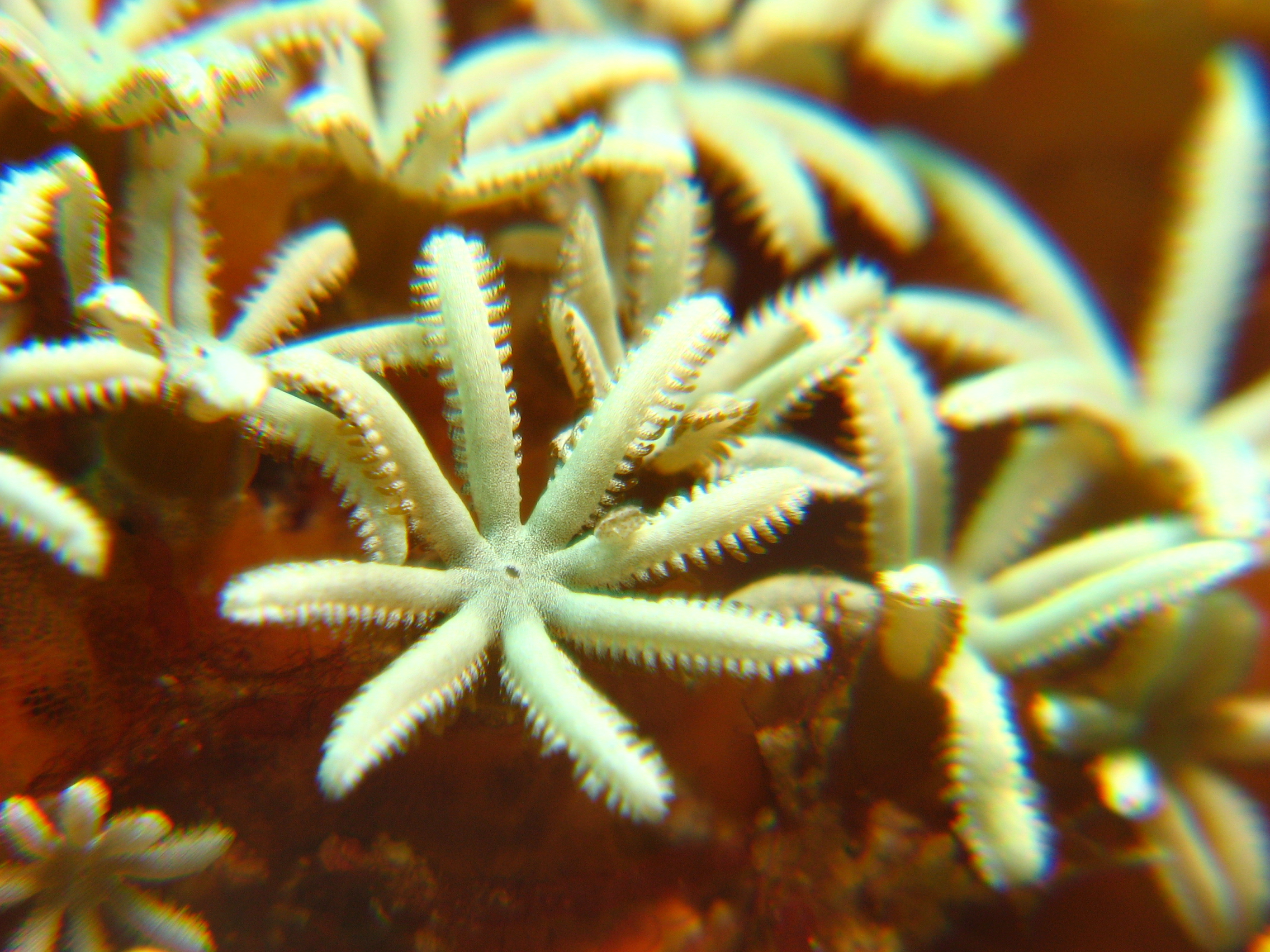 Flower Soft Coral?