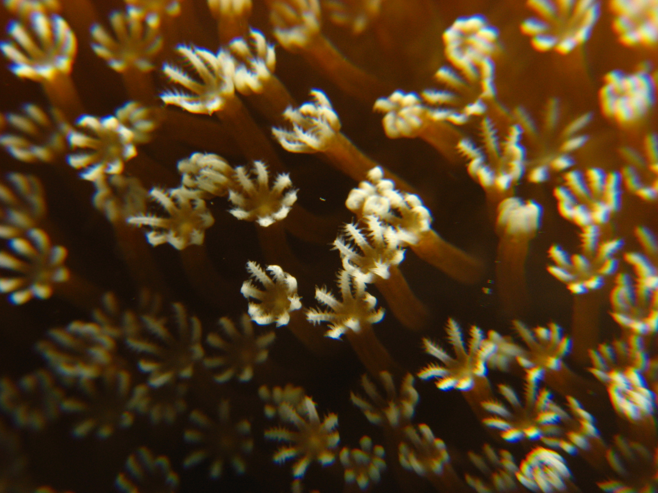 Flower Soft Coral?